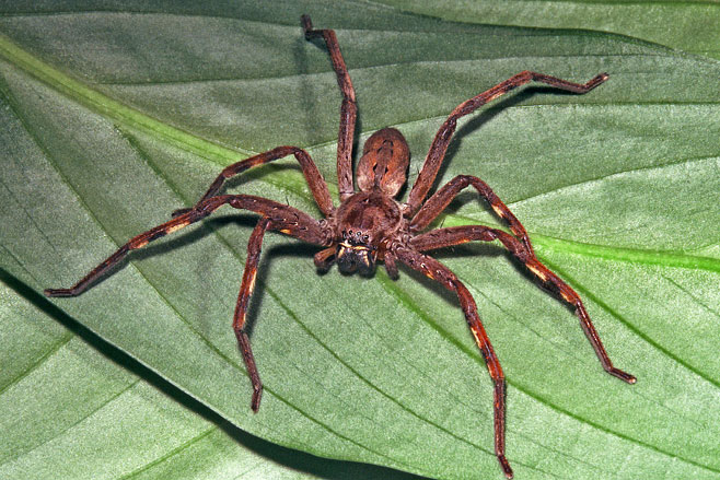 Palystes kreutzmanni 