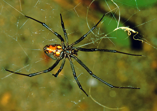 Latrodectus Geometricus Brown Widow Geometric Button Spider