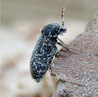 Anobium punctatum. Image by D. Pinniger