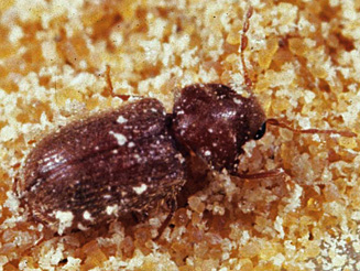 Stegobium paniceum. Image by H. Robertson