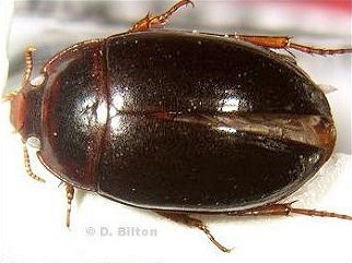Aspidytidae, Aspidytes niobe