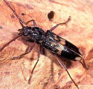 Phoracantha semipunctata