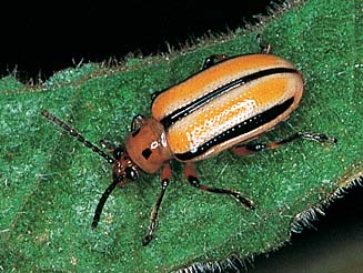 Lema trilineata