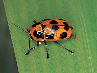 Cryptocephalus decemnotatus