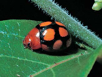 Chrysolina clarkii