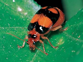 Diacantha collaris