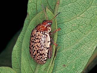 Blepharida ornata