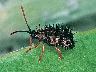 Dicladispa sp.
