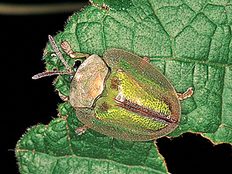 Bassiptera stolida