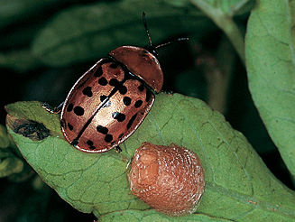 Conchyloctenia punctata