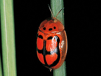 Aspidomorpha areata