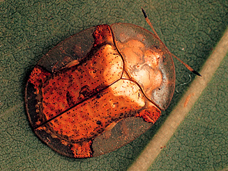 Aspidomorpha tecta
