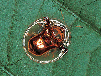 Aspidomorpha dilecta