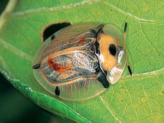 Aspidomorpha puncticosta