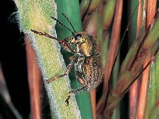 Macrocoma aureovillosa