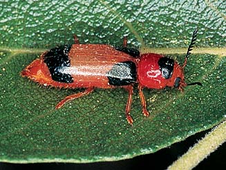 Teneurus variabilis