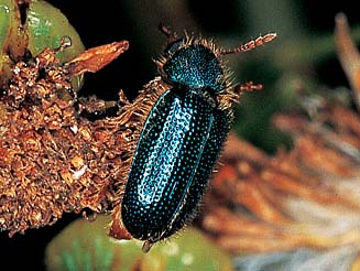 Exkorynetes analis