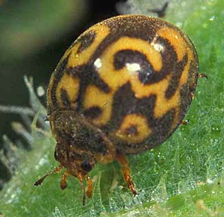 Epilachna undulata
