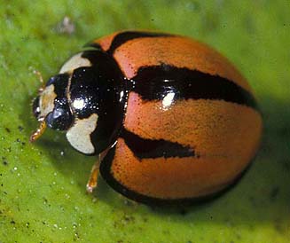 Cheilomenes propinqua