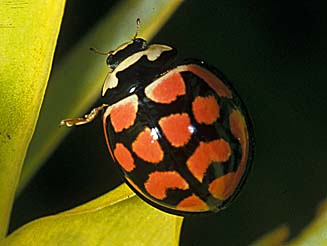 Cheilomenes lunata