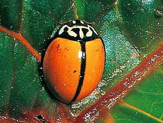 Oenopia cinctella