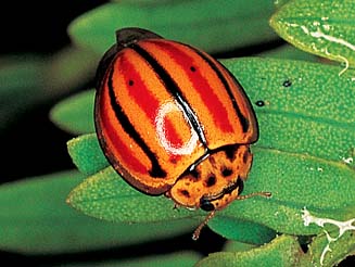 Micraspis striata