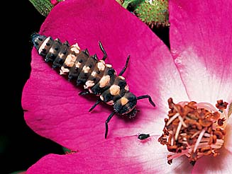 Cheilomenes lunata, larva