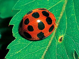 Henosepilachna bifasciata