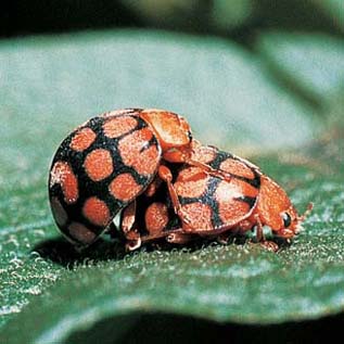 Epilachna dregei