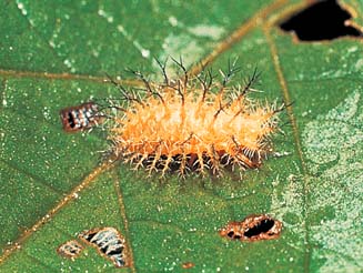Epilachna dregei