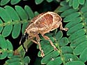 Curculio sp. 