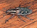 Priorhinus canus