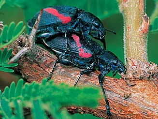 Polyclaeis equestris