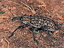 Hipporrhinus furvus