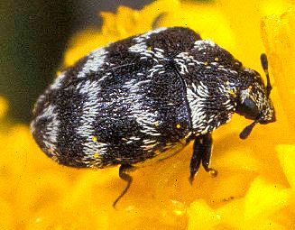 Anthrenus verbasci