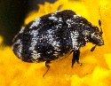 Dermestidae