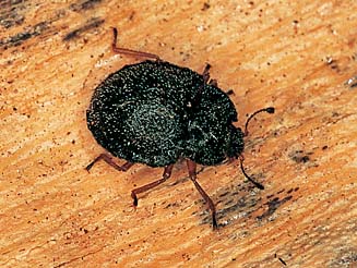 Notiophygus sp.