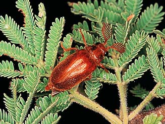 Selasia pulchra