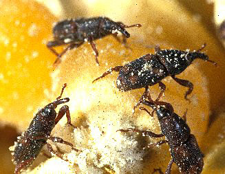 Sitophilus oryzae