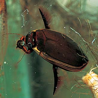 Cybister tripunctatus