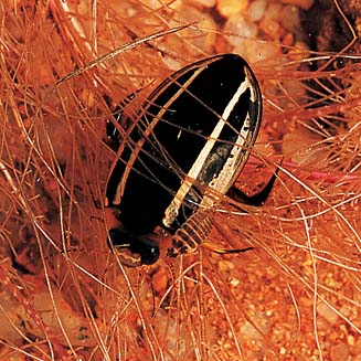 Hydaticus bivittatus