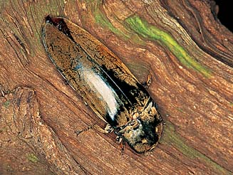 Tetralobus flabellicornis
