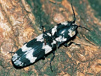 Calais tortrix