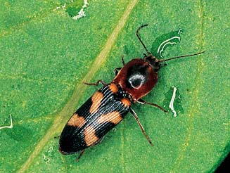 Cardiophorus obliquemaculatus
