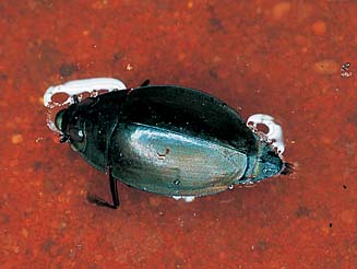 Dineutus sp.