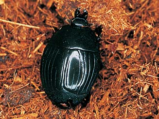 Macrolister sp.