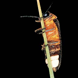 Male Luciolinae