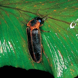 Female Luciolinae