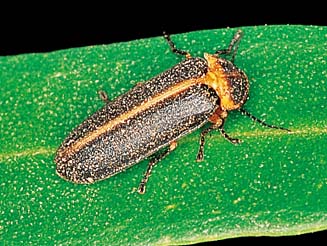 Male Lampyrinae