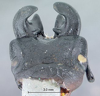 Colophon thunbergi